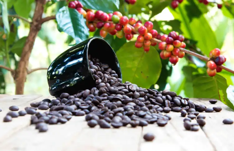 مزایای خرید قهوه کلمبیا